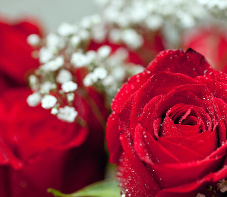 A red rose is close to the camera on the right side, with red roses and white flowers blurred in the background.