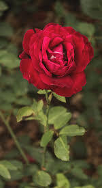 A red rose.