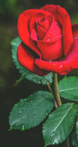 A red rose.