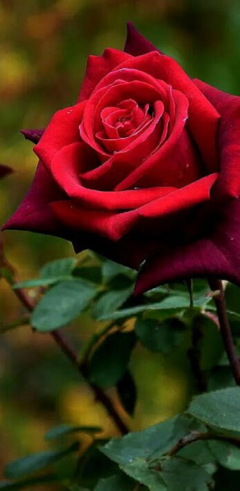 A red rose.