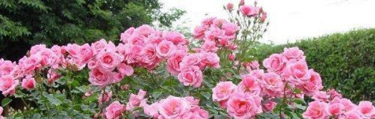 A bush of pink roses.